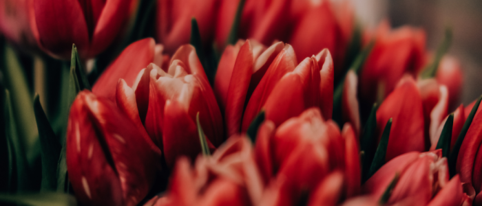 The Tulip Project