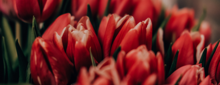 The Tulip Project