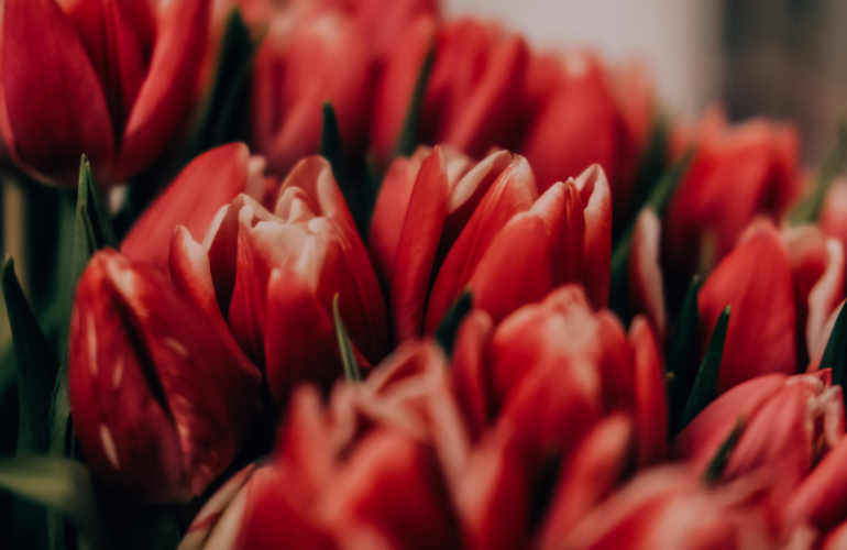 The Tulip Project